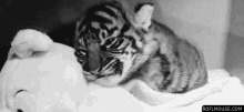 Cute Tiger GIF - Sleepy Tired Sleep GIFs