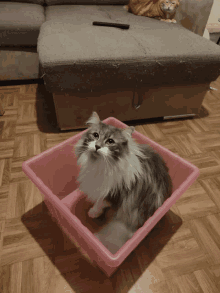 Cat Yes GIF - Cat Yes Yeah GIFs