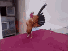 Rooster Proud GIF - Rooster Proud Walk GIFs