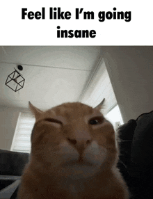 a picture of a cat with the words feel like i 'm going insane