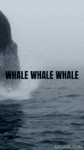 Whale Whale Whale GIF - Whale Whale Whale GIFs