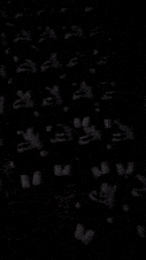 Zxcursed Cats GIF - Zxcursed Cats GIFs