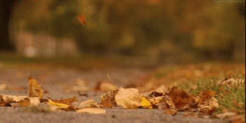 animated wind blowing leaves