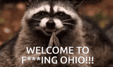 Ohio Raccoon GIF - Ohio Raccoon Hehehe GIFs