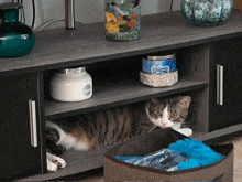 a cat laying on a shelf next to a blue candle that says ' ocean ' on it