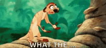 disney lion king timon what the confused