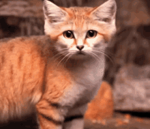Sand Cat GIF