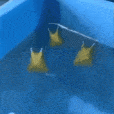 three yellow snails are swimming in a blue tub