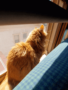 a cat looking out of a window with a screen on it