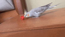 a bird with a red toy in its beak