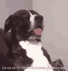 Dog Whats Up GIF - Dog Whats Up Stare GIFs