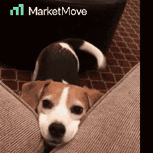 mm marketmove move puppy dog