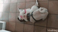 Pugs Pull GIF - Pugs Pull Dogs Playing GIFs