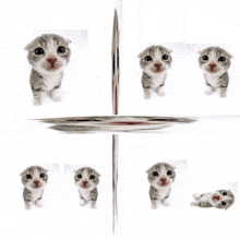 Loss Cat GIF - Loss Cat Meme GIFs