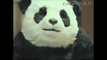誕生日 パンダチーズ Never Say No To Panda GIF - Happy Birthday Panda Cheese GIFs