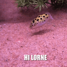 Hi Lorne GIF - Hi Lorne Fish GIFs