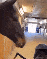 a horse is sticking its head out of a stable door .