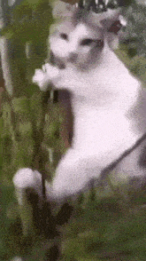 a white cat is sitting on a tree branch and eating a flower .