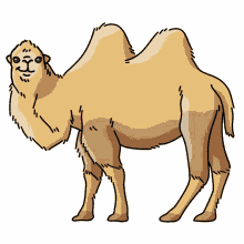 camel wild