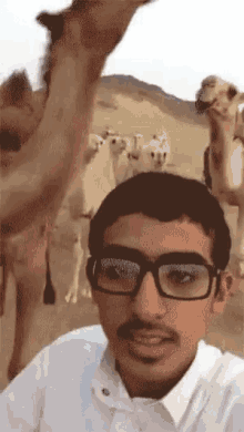 Hump Day Camel GIF - Hump Day Camel Funny GIFs