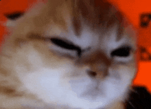 a close up of a cat 's face with its eyes closed .