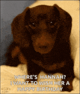 Cute Puppy GIF