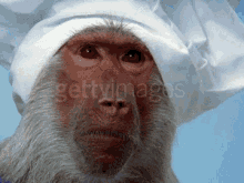 Disgust Monkey GIF - Disgust Monkey Monkey Cook GIFs