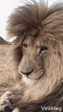 Lion Cute Lion GIF - Lion Cute Lion Charming GIFs
