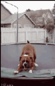 hi doggie jump trampoline sup