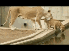 Mom Knocks Lion Cub Into The Water GIF - Lion Cub Zoo GIFs