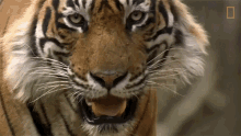 I See You Nat Geo Wild GIF - I See You Nat Geo Wild Looking At You GIFs