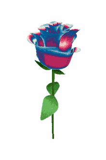 flower rose blue and red spin