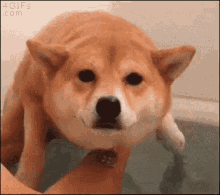 Doge Swimming GIF