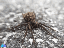 Spider Scary GIF