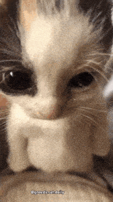 a close up of a kitten 's face with the caption greedy.cat.daily
