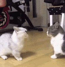 Cats Fight GIF - Cats Fight Cute GIFs