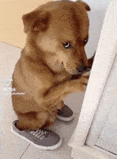 Treyreloaded Sad Dog GIF - Treyreloaded Sad Dog GIFs