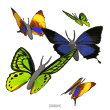 a group of butterflies with zrbnc on the bottom