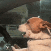 Dog Car GIF - Dog Car Perro GIFs