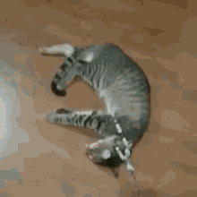 Sleeping Cat Cat GIF - Sleeping Cat Cat Sleeping GIFs