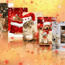 Animal Christmas Cat Christmas GIF - Animal Christmas Cat Christmas Cat Christmas Tree GIFs