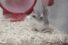 Hamster Funny GIF - Hamster Funny Run GIFs