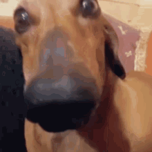 Dog Looking GIF - Dog Looking Sussy GIFs