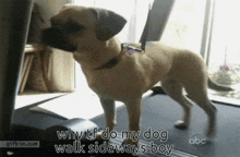 Why My Dog Walk Sideways Jerma GIF - Why My Dog Walk Sideways Jerma Why Tf Do My Dog Walk Sideways Boy GIFs