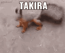 Takira Esquilo GIF - Takira Esquilo GIFs