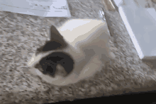 Caythen Cat GIF - Caythen Cat Stupid Cat GIFs