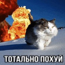 a cat is running in the snow in front of an explosion that says totalno poxyi