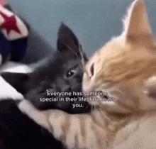 two cats are hugging each other with the caption everyone has someone special in their life for me it 's you