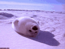Sea Lion Face Up GIF - Sea Lion Face Up Chilling GIFs