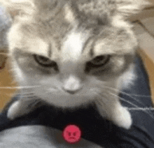 Angy Cat Very Angry GIF